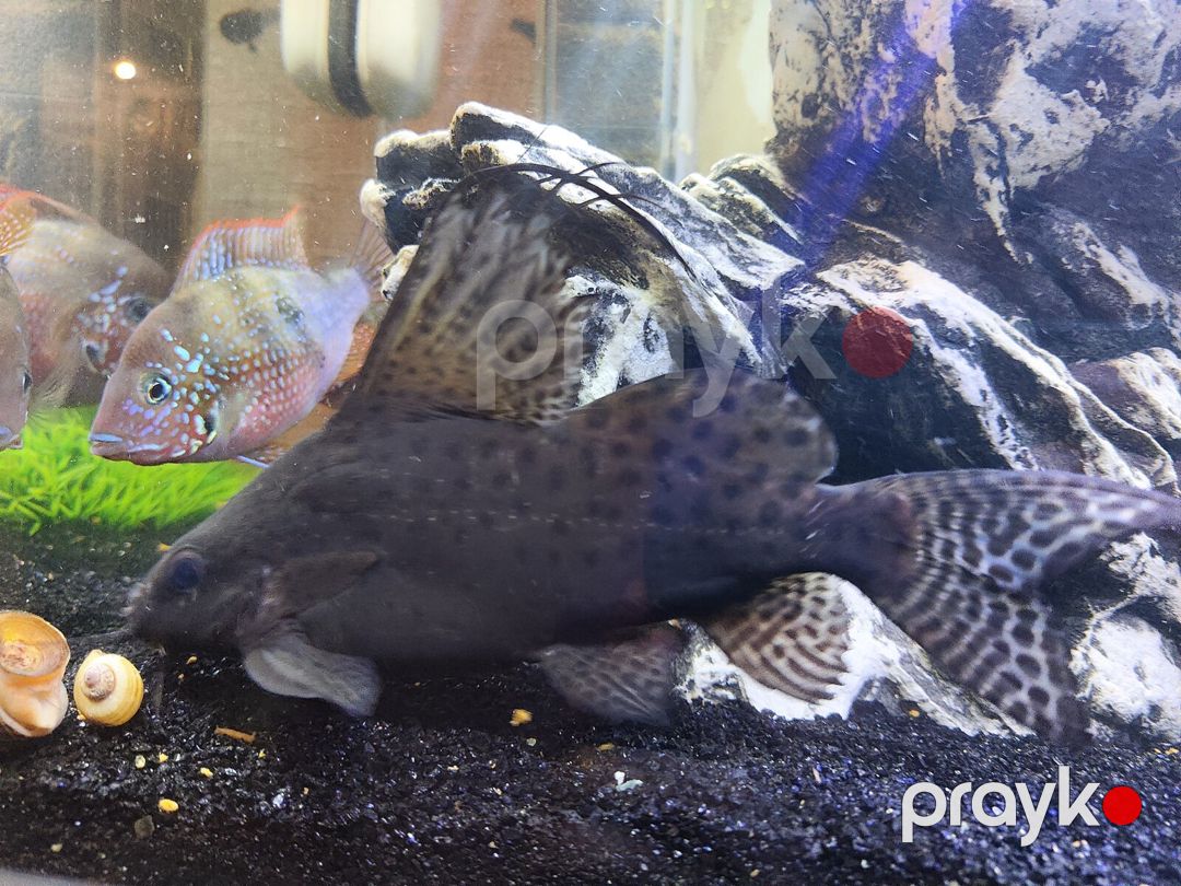 Synodontis Eupterus Pişik Balığı — Akvariumlar və balıqlar, Bakı (3)