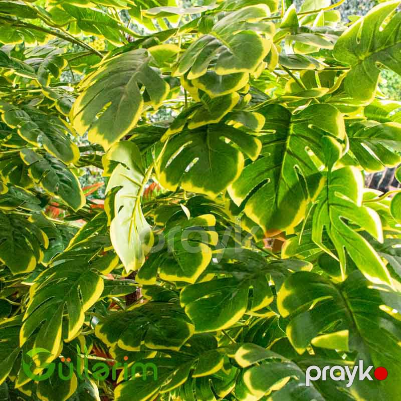 Süni Monstera Bitkisi — Dekor və interyeri, Bakı (2)