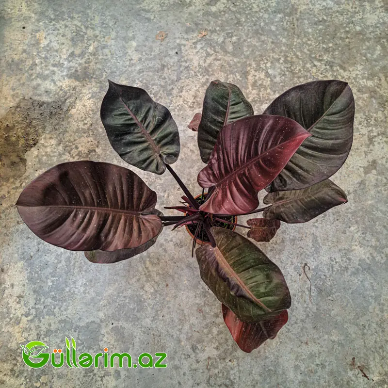 Philodendron (Filodendron) - Qara yarpaq — Bitkilər, Bakı (2)