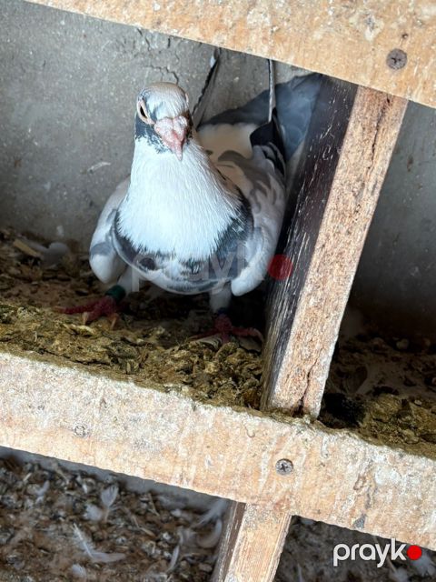 Göyərçinlər — Bakı