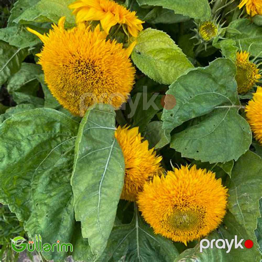 Bəzək Günəbaxanı (Helianthus annuus) — Bitkilər, Bakı (3)