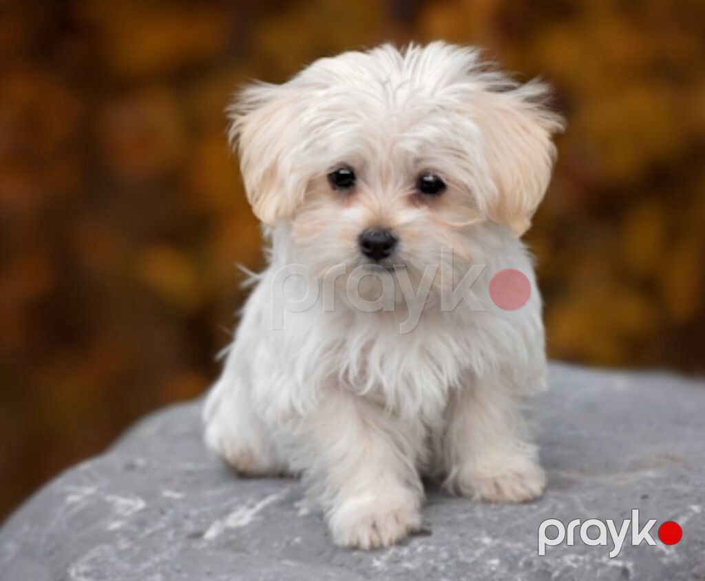 Maltipoo (Maltese bişon) balaları – ağ, yumşaq və hipoallergen tüklü — Kənd təsərrüfatı heyvanları, Bakı (10)