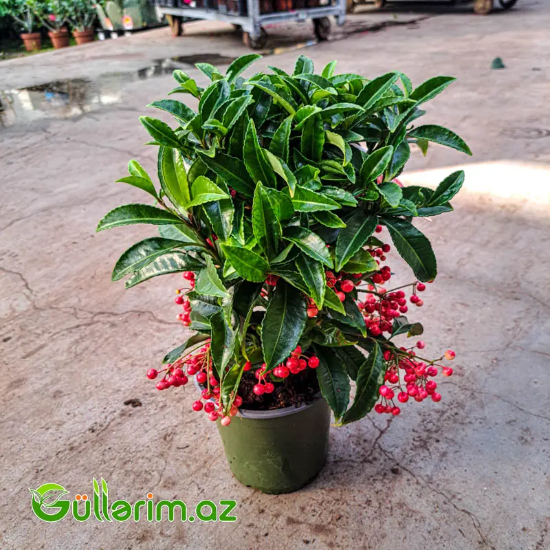 Ardisia Crenata – Qırmızı Giləmeyvə Bitkisi — Bitkilər, Bakı (2)