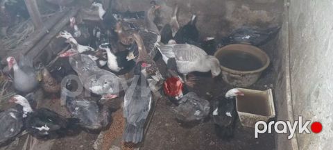 Satılır: ördək və qaz sürüsü - Növlər: müxtəlif rəngli ev ördəkləri — Masazır