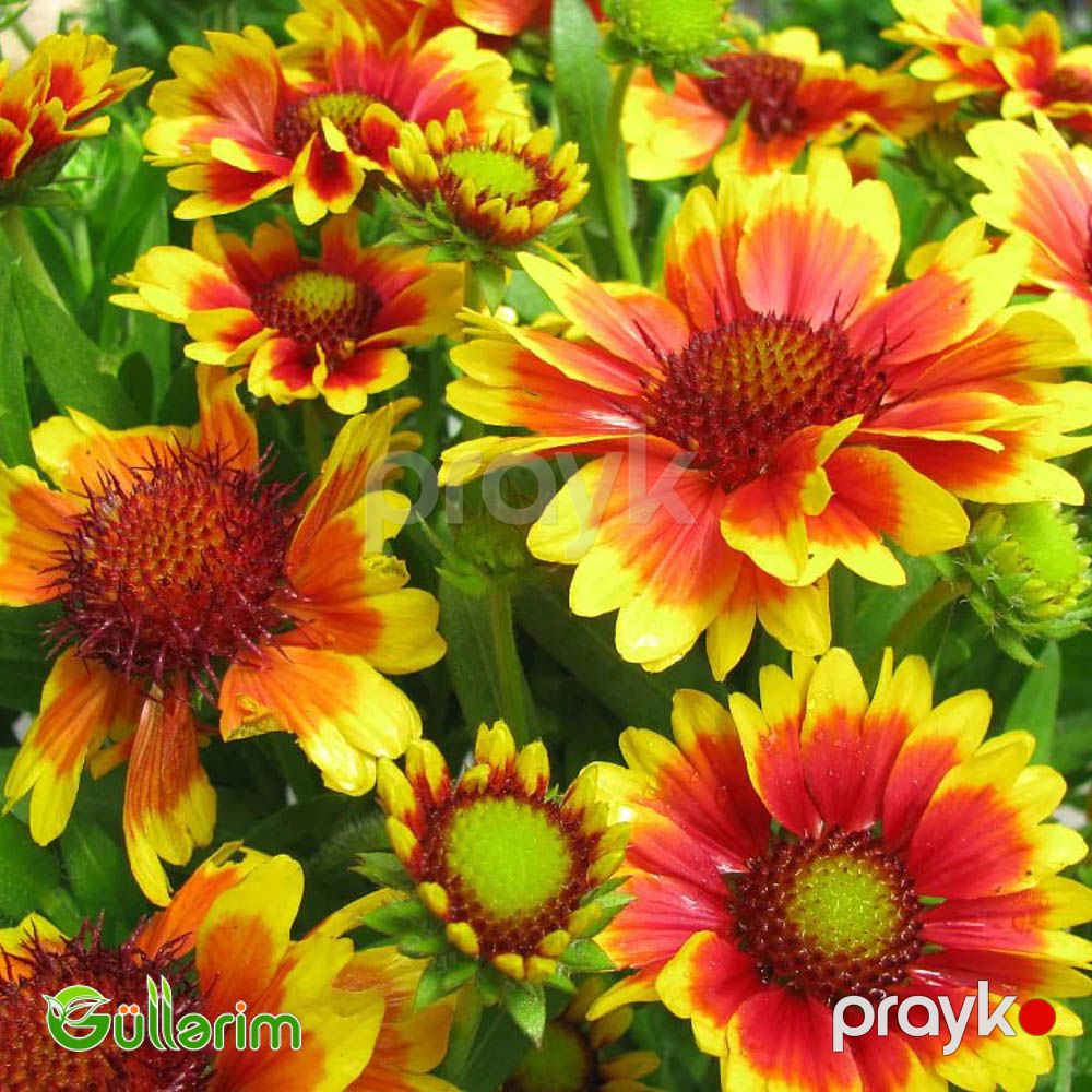 Qaylardiya - (Gaillardia) — Bitkilər, Bakı (3)
