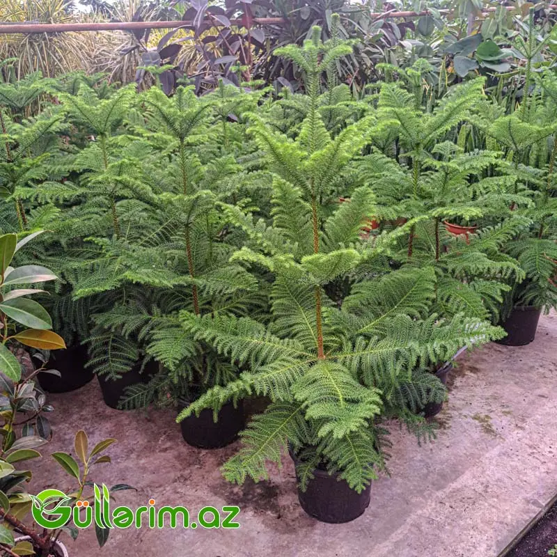 Araucaria (Norfolk Şamı) — Bitkilər, Bakı (2)