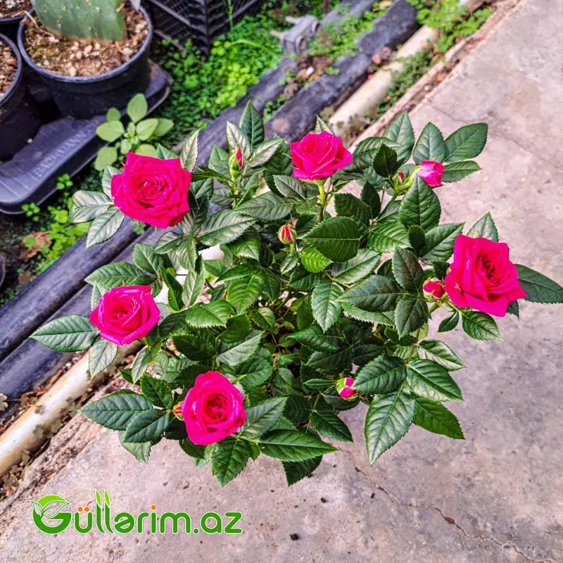 Mini Rose – Miniatür Gül — Bitkilər, Bakı (2)