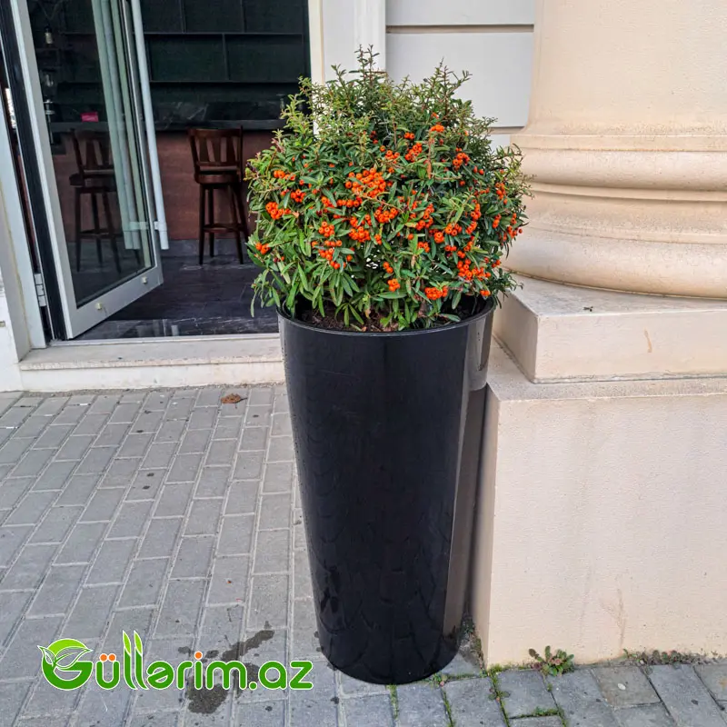 Pyracantha Orange (Atəşkol Ağacı) — Mallar