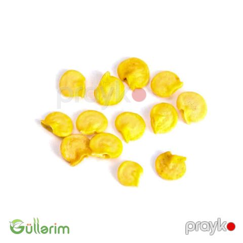 Bəzək bibəri (Capsicum annuum)
