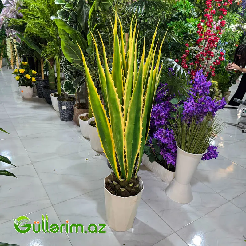 Süni Aloye (Aloe Vera) — Bakı