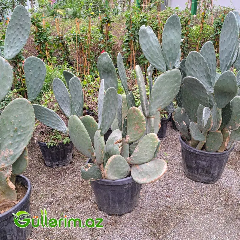 Opuntia Big Form (Nopal Kaktusu) – İri Dekorativ Kaktus — Bitkilər, Bakı (2)