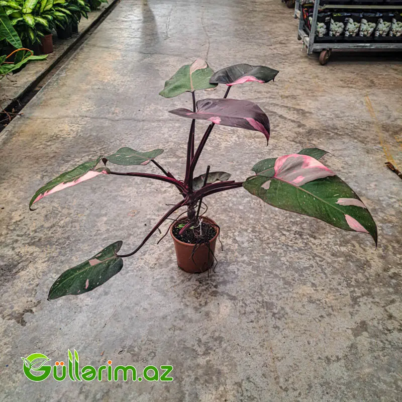 Philodendron (Filodendron) — Mallar