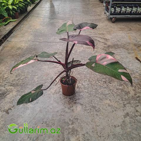 Philodendron (Filodendron) — Oʻsimliklar