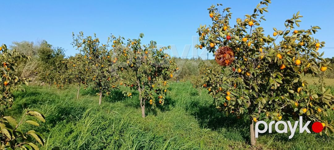 2500 sot torpaq sahəsi, Mingəçevir ş — Torpaq, Mingəçevir (9)