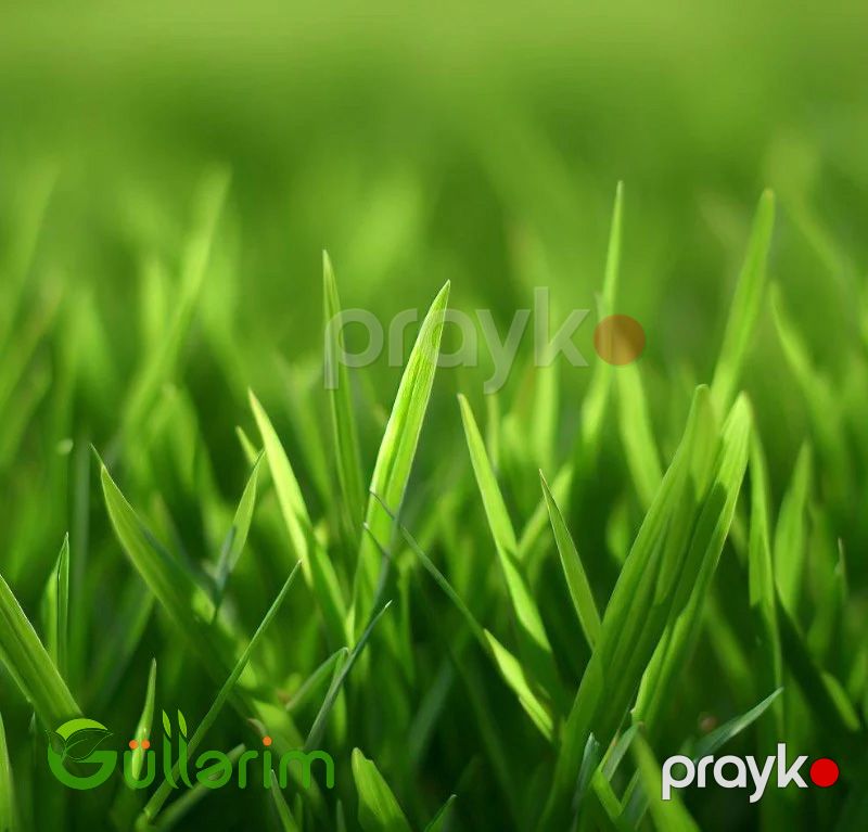 Türkiyə Qazonu — Bitkilər, Bakı (4)