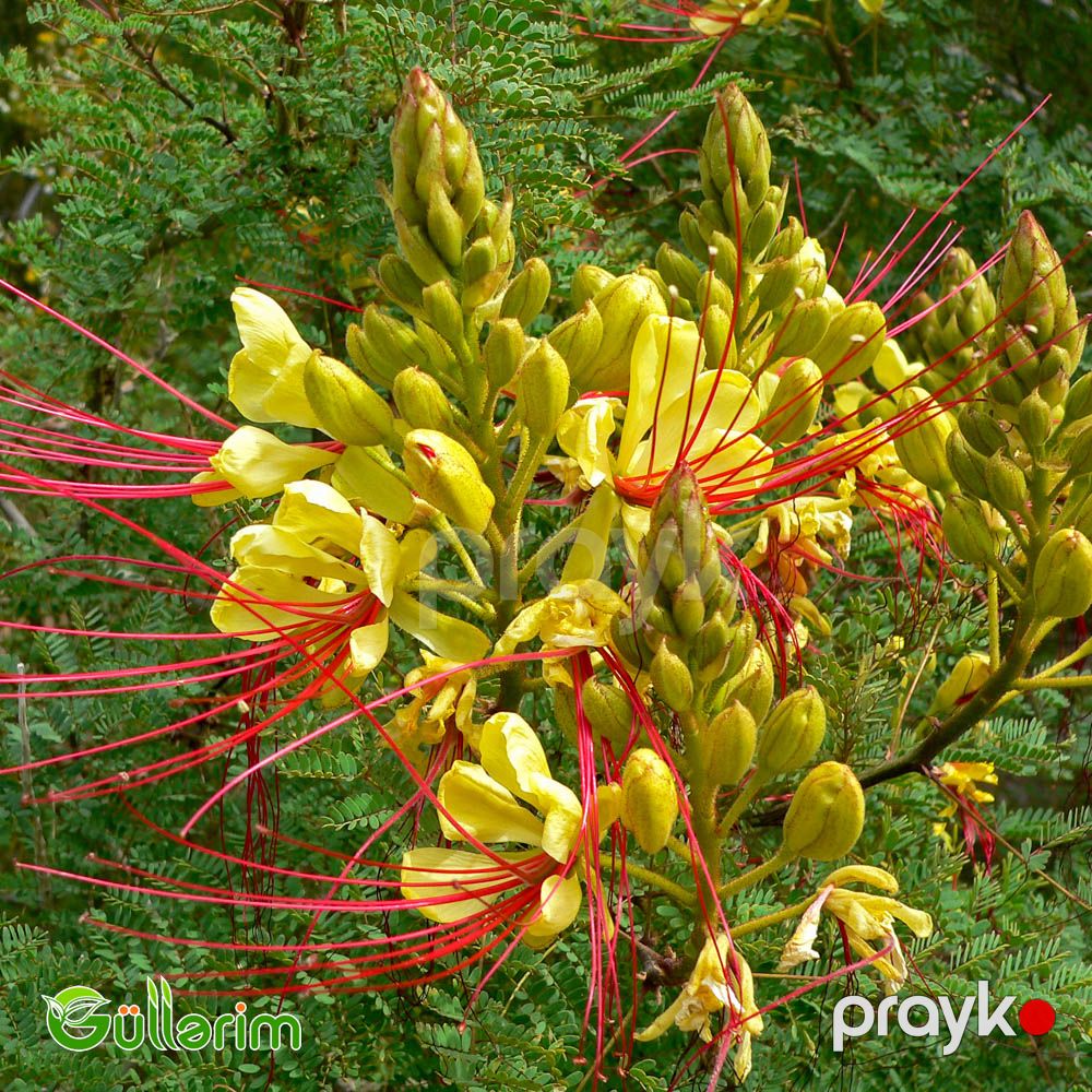 Sezalpiniya Jilesi (Caesalpinia gilliesii) — Bitkilər, Bakı (3)