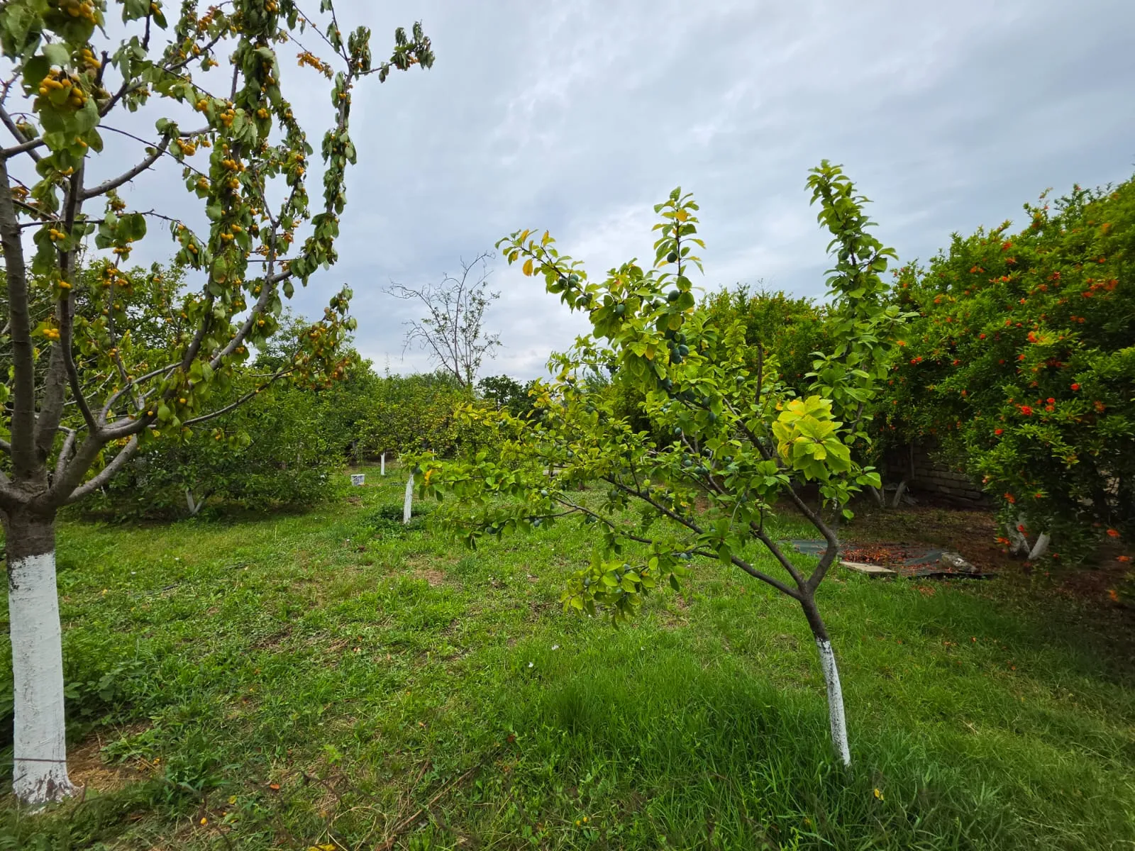 Fatmayı, Torpaq satılır - 24 sot — Torpaq, Bakı (3)