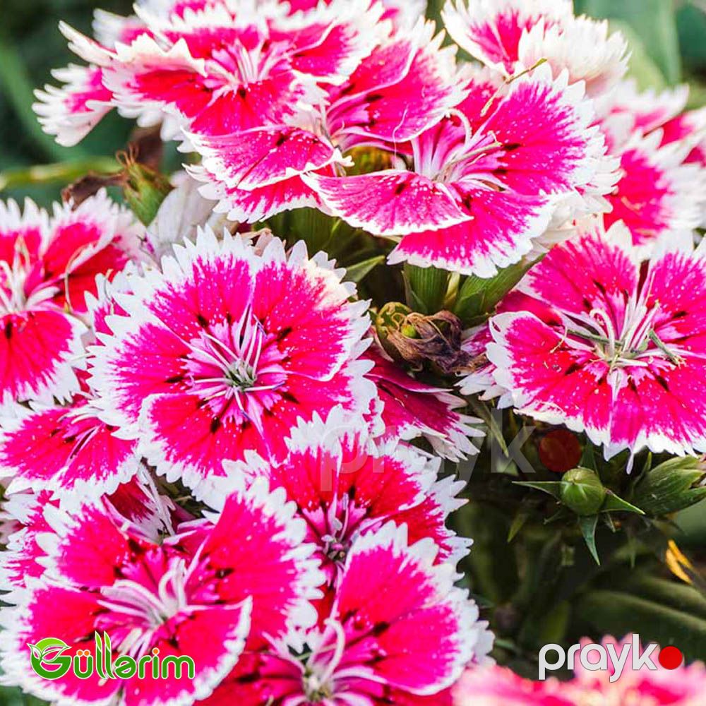 Çin Qərənfili (Dianthus chinensis) — Bitkilər, Bakı (2)