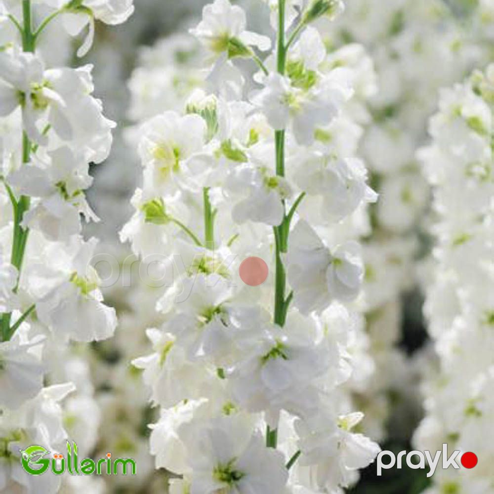 Matiuola (Matthiola) — Bitkilər, Bakı (2)
