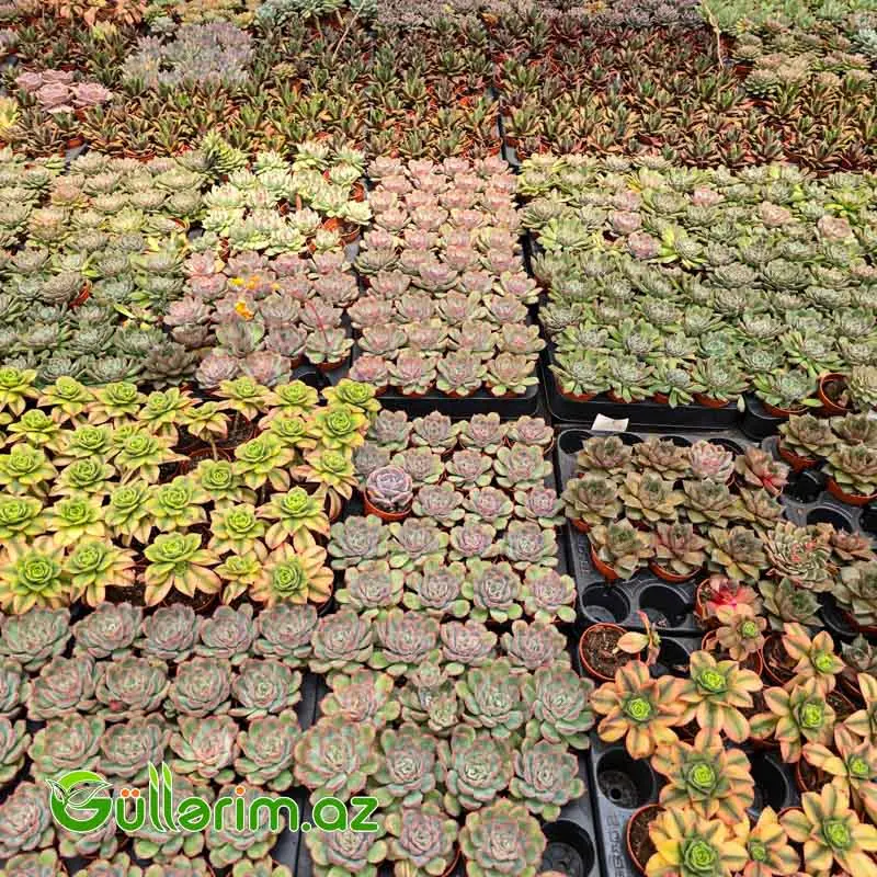 Sukulent (Boz Echeveria) — Bitkilər, Bakı (3)