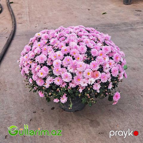 Xrizantema (Chrysanthemum morifolium)