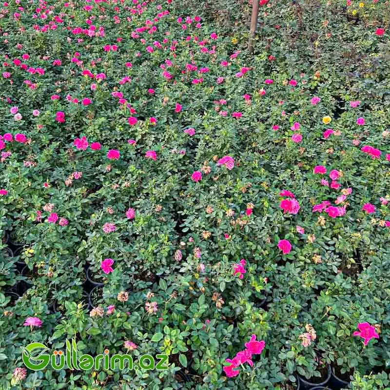Karlik Qızılgül (Mini Rose) — Bitkilər, Bakı (2)