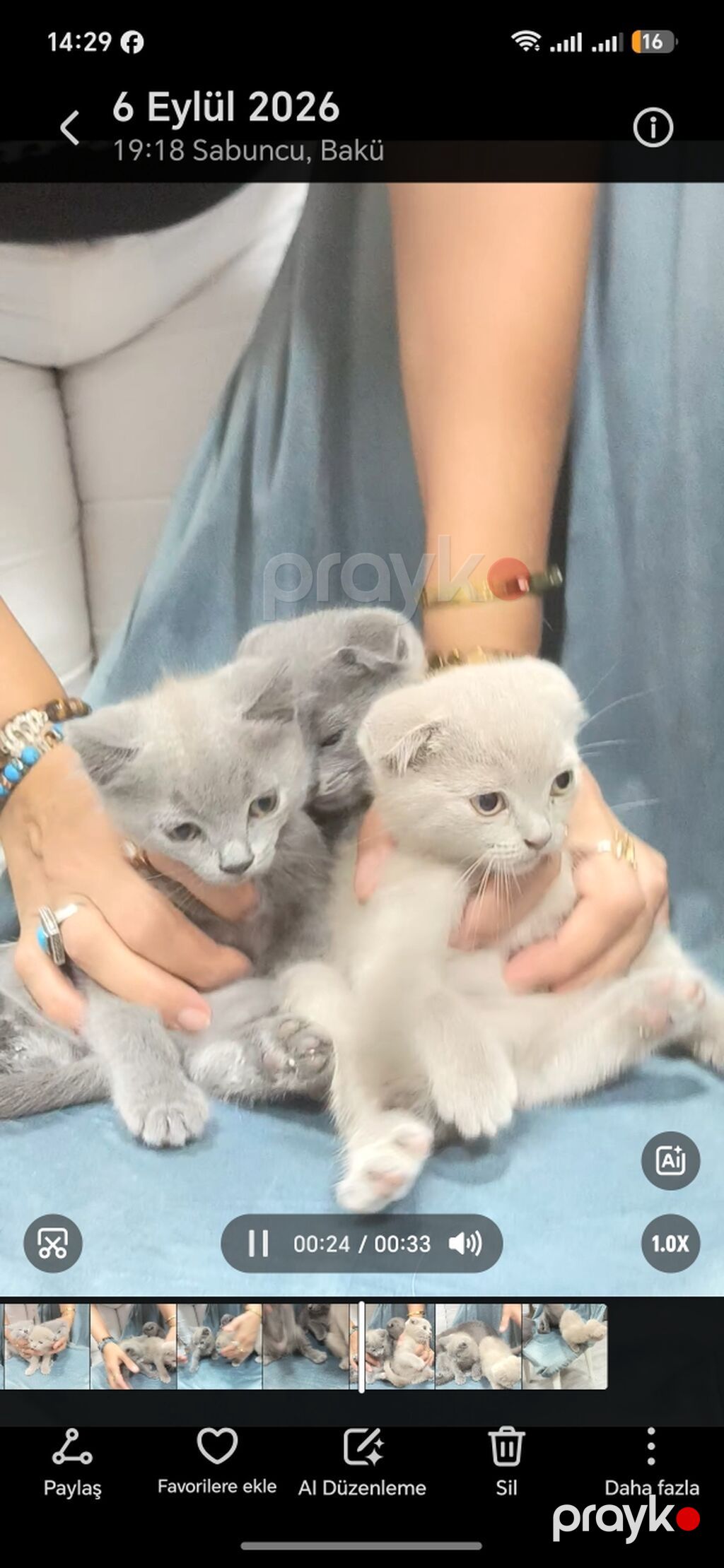 Britan, Dişi, Yaxşı əllərə, Pulsuz çatdırılma — Pişiklər, Bakı (2)