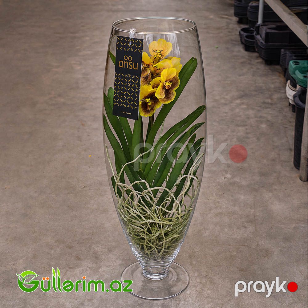 Vanda Orxideya (Vanda Orchid) — Bitkilər, Bakı (3)