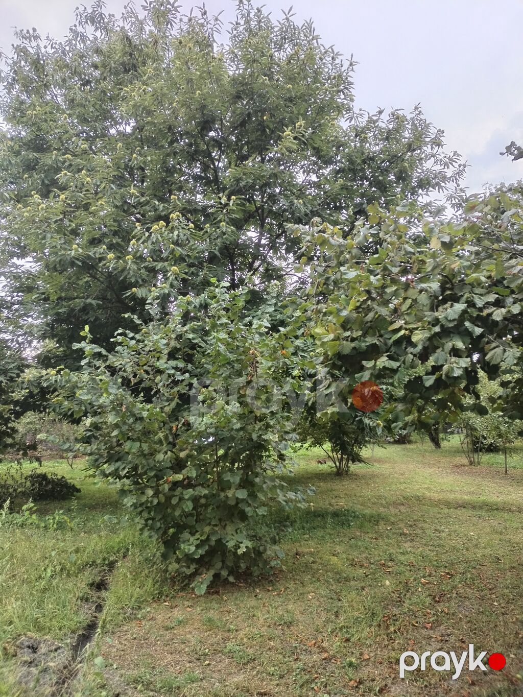 31 sot, Tikinti, Kupça (Çıxarış) — Torpaq, Qəbələ (5)