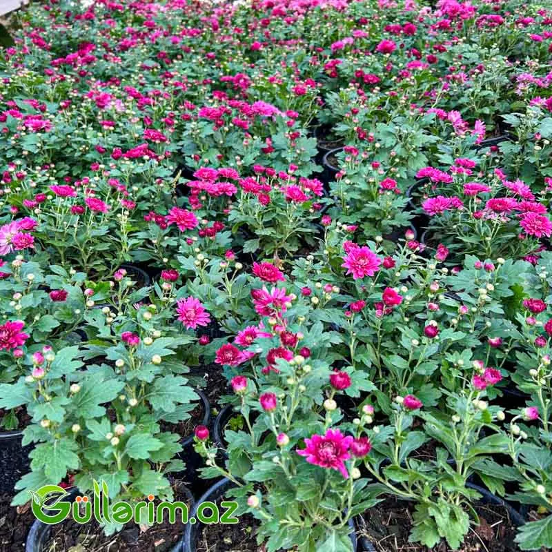 Xrizantema multiflora — Bitkilər, Bakı (4)