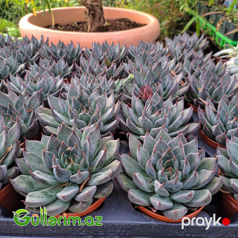 Sukulent (Boz Echeveria) — Bitkilər, Bakı (2)
