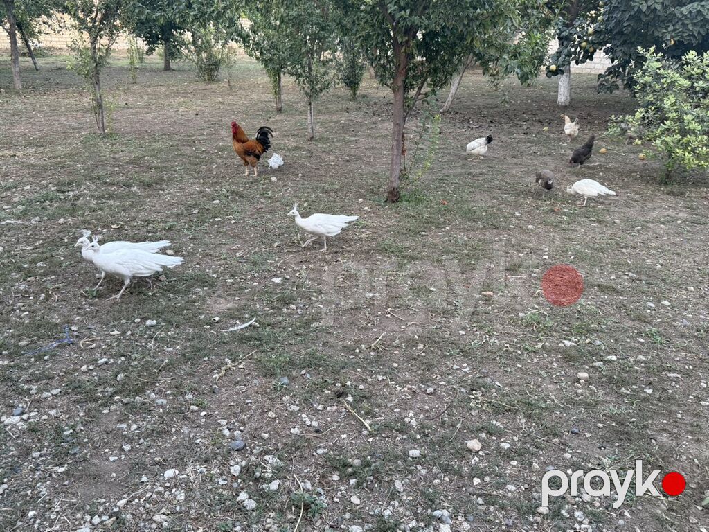Tovuzquşu balaları - Ağcabədi rayonunda yerləşir. - cütü 150 azndir — Digərləri, Ağcabədi (7)