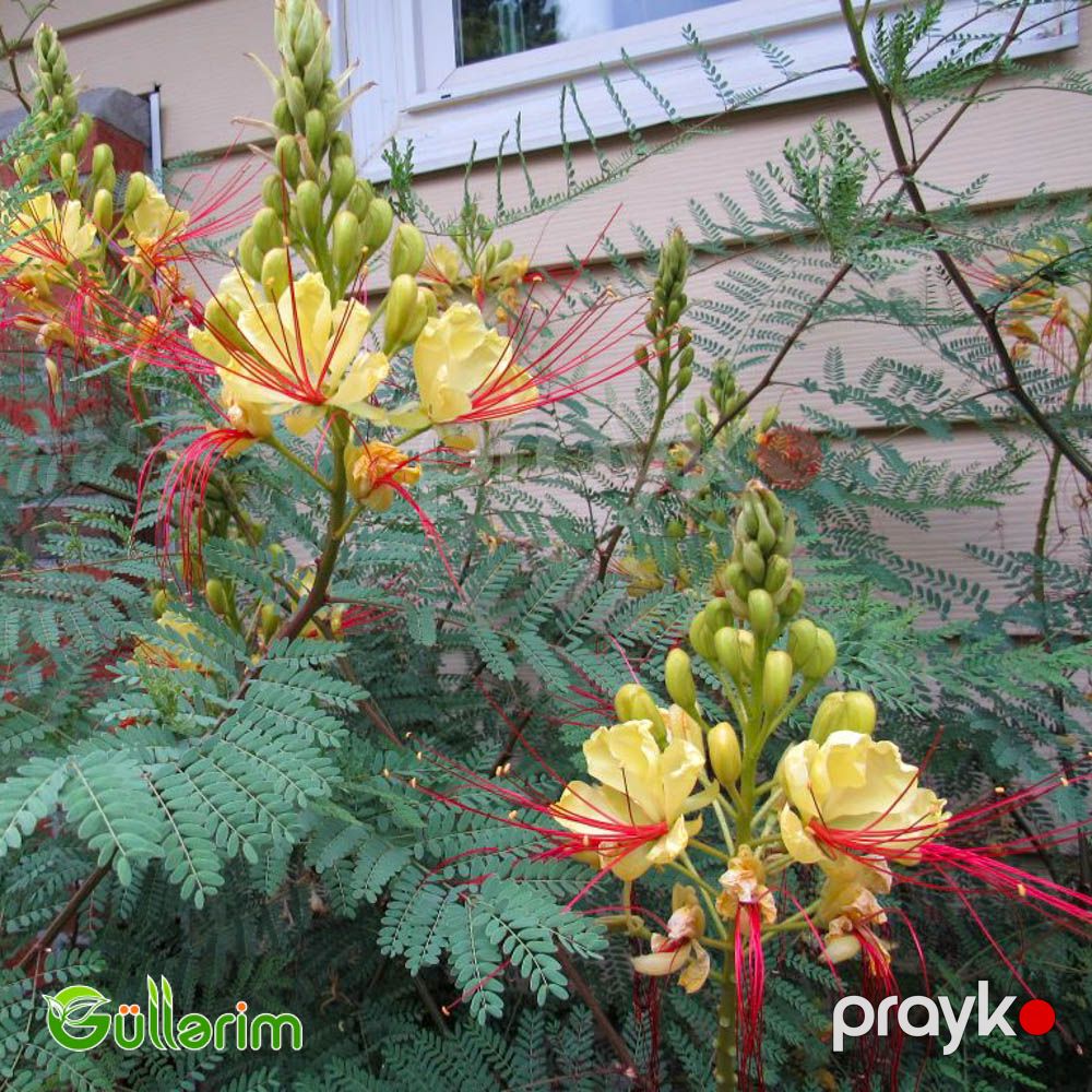 Sezalpiniya Jilesi (Caesalpinia gilliesii) — Bitkilər, Bakı (5)