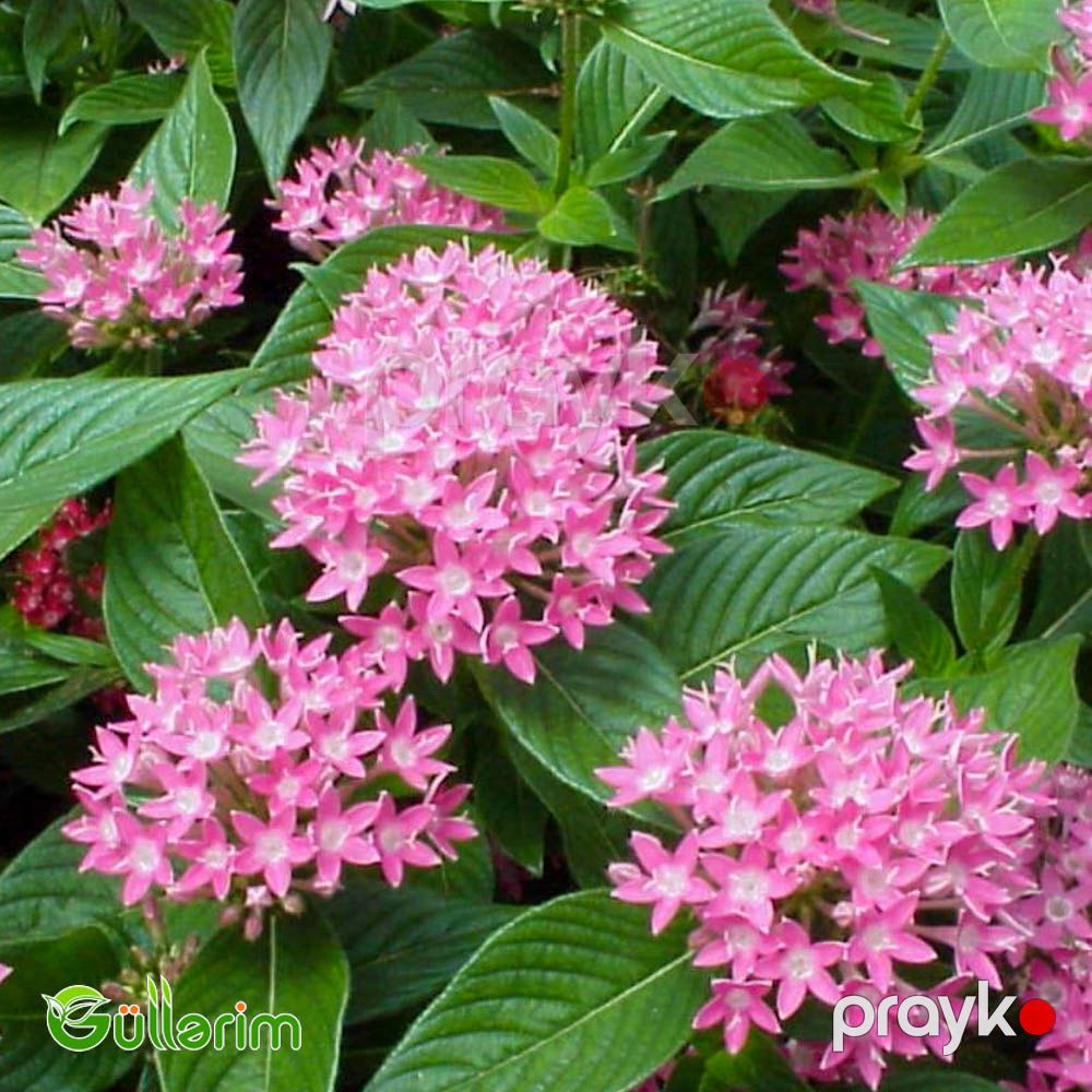 Pentas (Pentas lanceolata) — Bitkilər, Bakı (5)