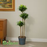 Dracaena Compacta (Drasena Kompakt) — Goods