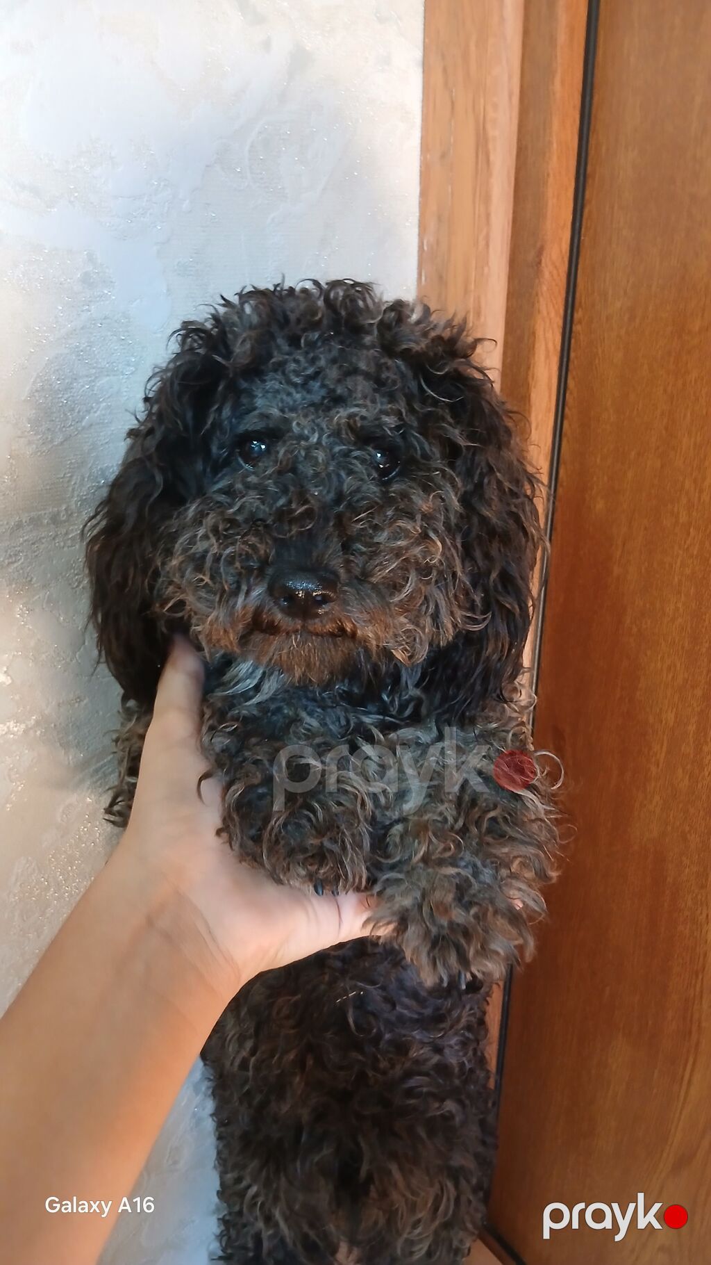 Pudel, 10 ay, Erkək, Peyvəndli, Ünvandan götürmə — Köpəklər, Digah (3)