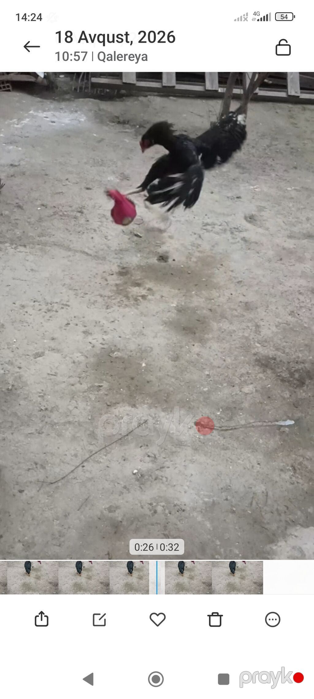 Biri Atasdı birdə qardaşı riyal alcya məşq və döyüş purobu Aylacaq — Toyuq və xoruz, Digah (6)