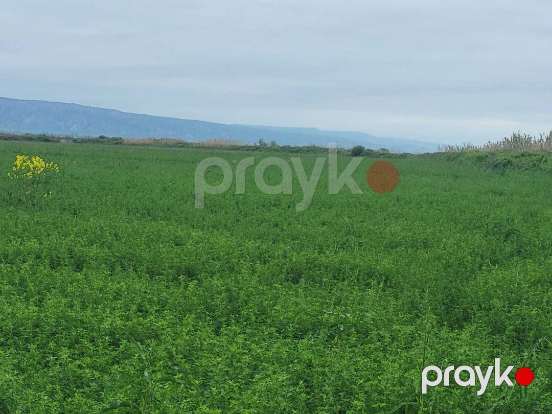 Satılır torpaq 13000 sot — Torpaq, Ağsu (9)