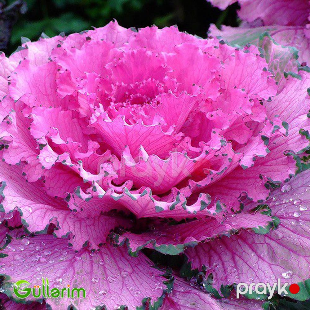 Dekorativ Kələm - (Brassica oleracea) — Bitkilər, Bakı (2)