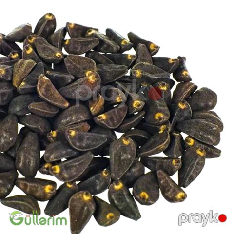İpomeya (Ipomoea purpurea)