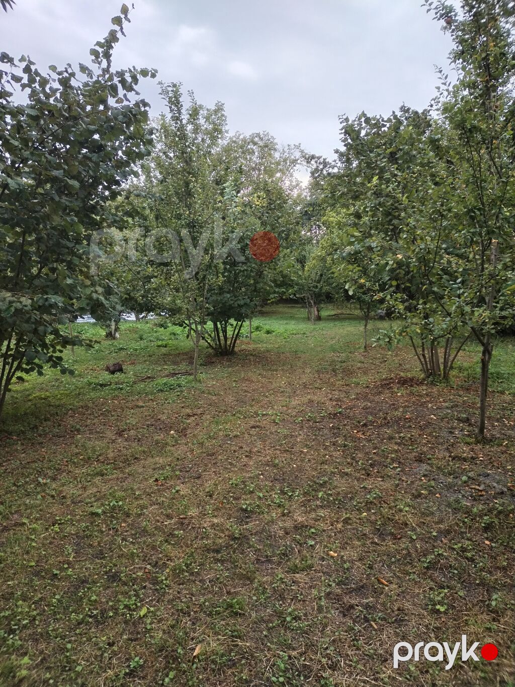 31 sot, Tikinti, Kupça (Çıxarış) — Torpaq, Qəbələ (8)