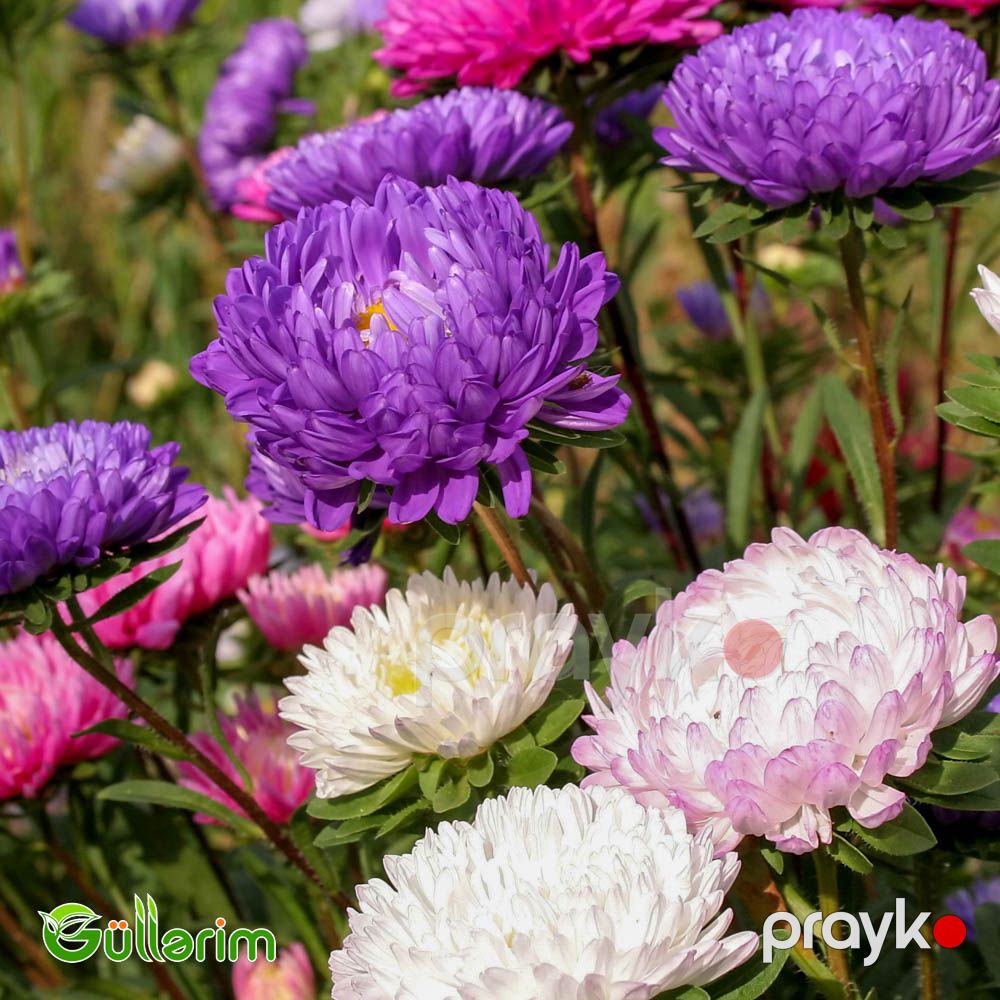 Astra (Callistephus chinensis) — Bitkilər, Bakı (3)