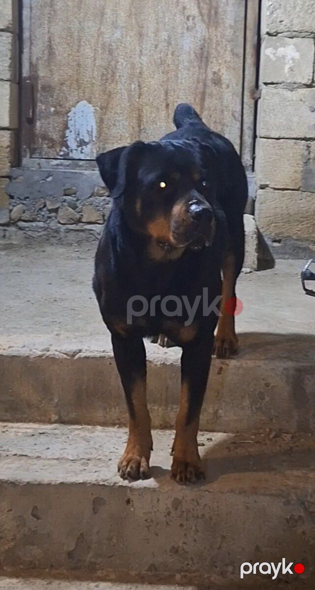 Rotveyler — Köpəklər, Bakı