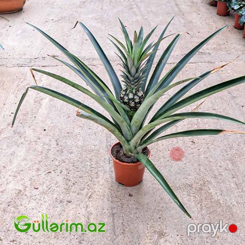 Ananas Bitkisi (Ananas comosus)