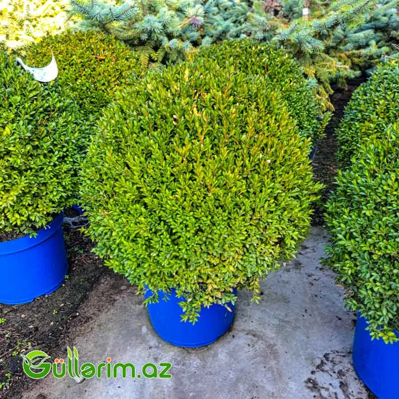 Buxus (Buksus Kürə formalı) — Goods