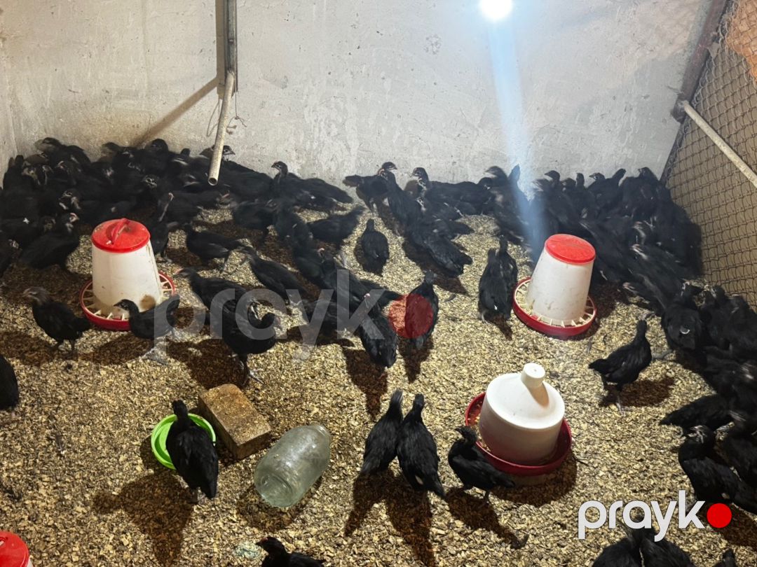 Avstralorp toyuqları — Quşlar, Bakı (12)
