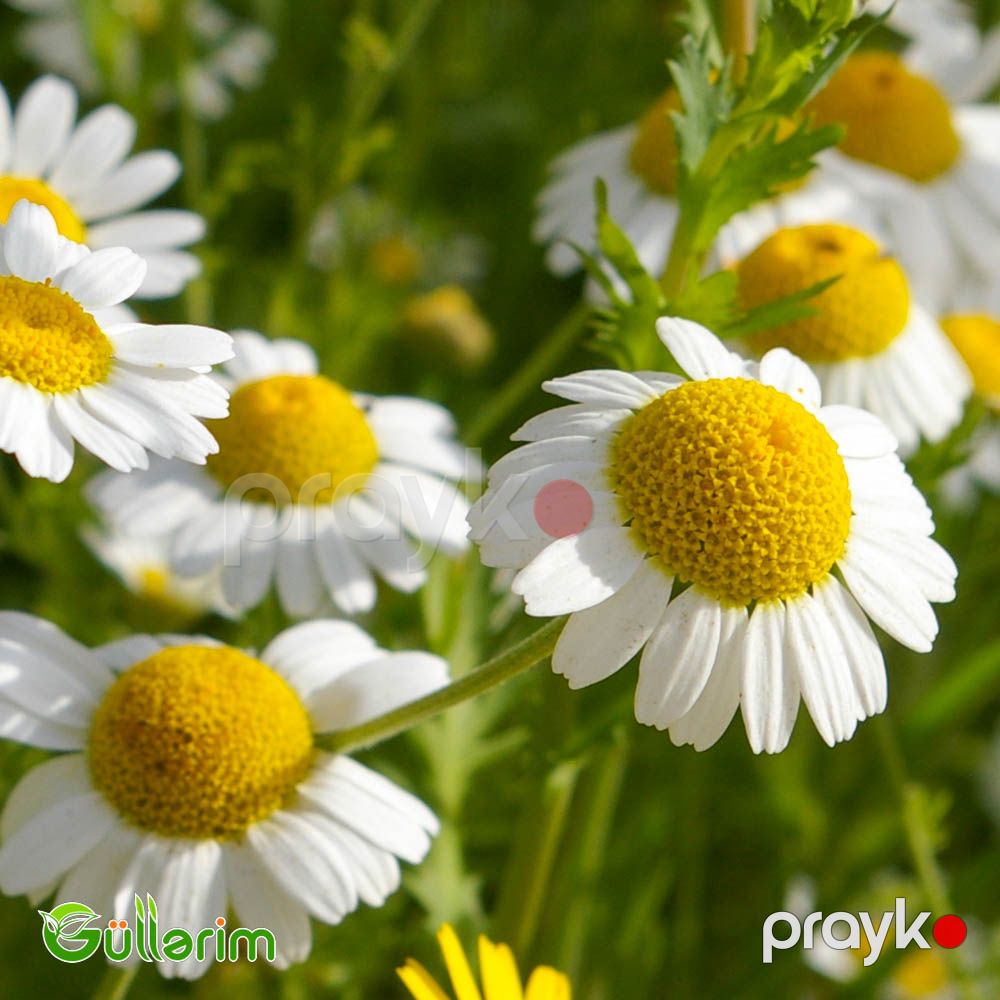 Çobanyastığı (Matricaria) — Bitkilər, Bakı (2)