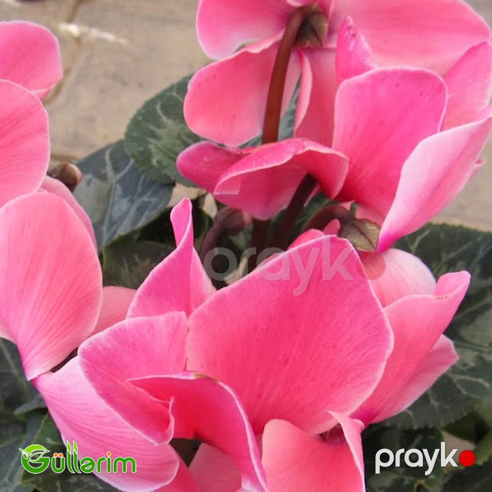 Siklamen (Cyclamen) — Bitkilər, Bakı (4)