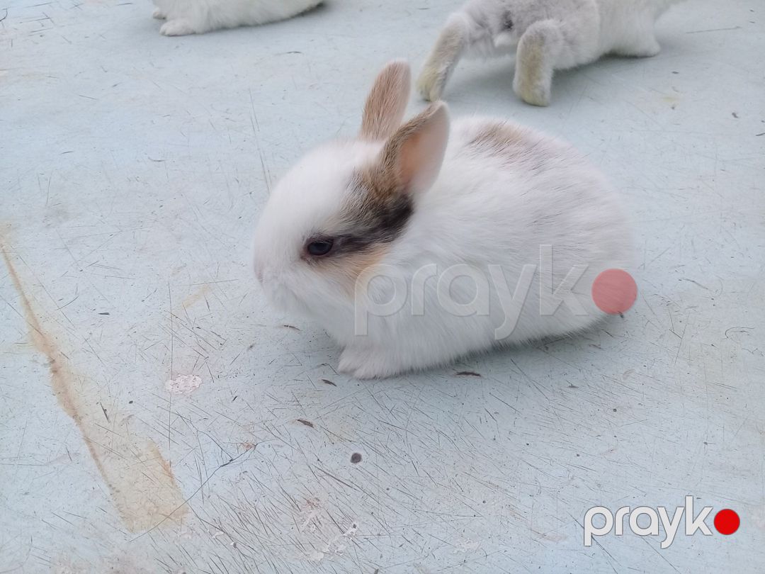 Karlik dovşanlar — Dovşanlar, Bakı (11)