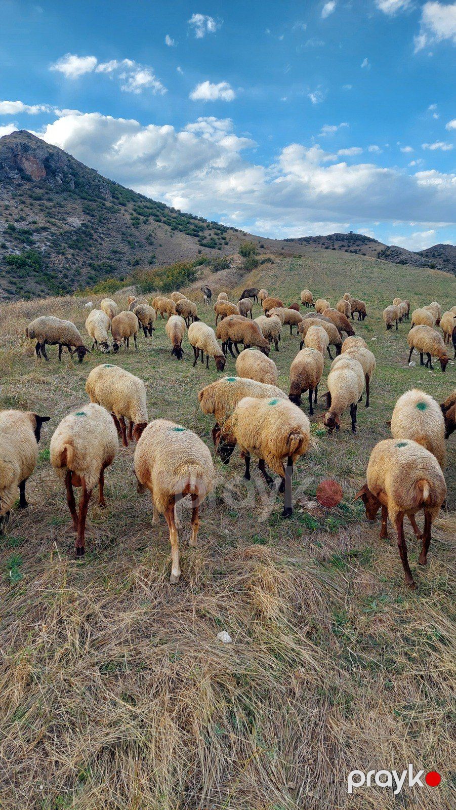 Qoyunlar — Kənd təsərrüfatı heyvanları, Bakı (2)